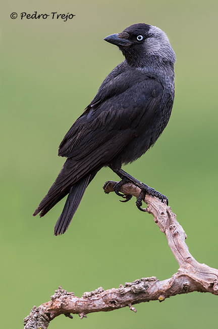 Grajilla (Corvus monedula)